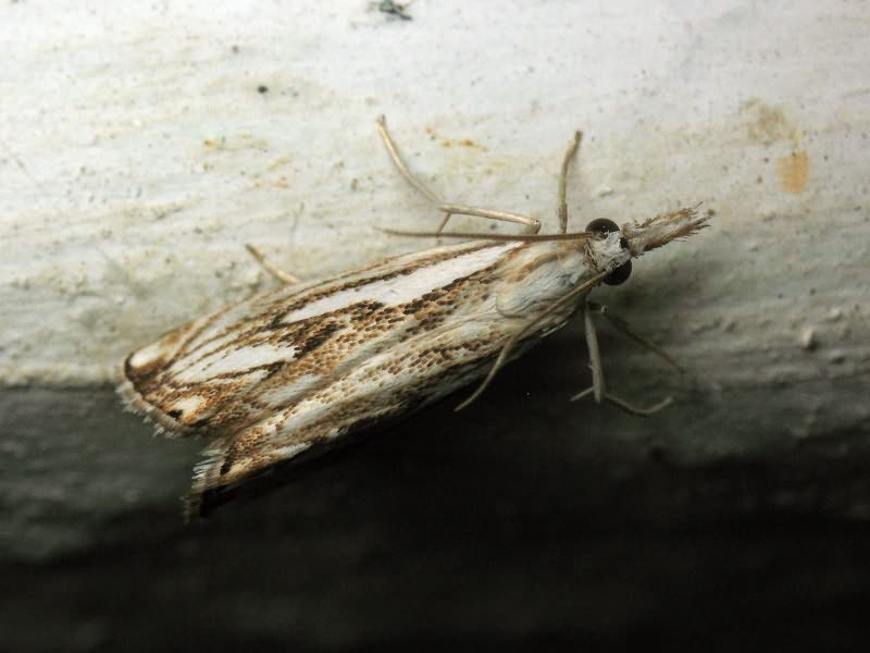 Catoptria falsella (Denis & Schiffermüller, 1775)